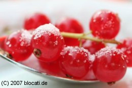 Rebe mit roten Jonannisbeeren