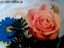 rosafarbene Rose aufgeblüht
