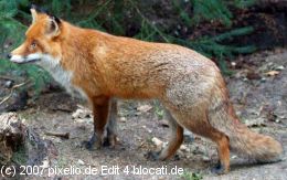 Füchse gibt es nicht nur im Wald