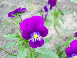 Vorschau: Nahaufnahme eines tiefviolett blühenden Wilden Stiefmütterchens