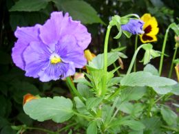 Vorschau: Blaues Gartenstiefmütterchen
