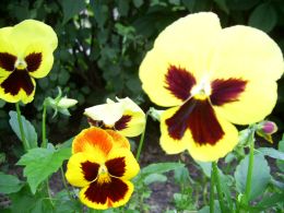 Vorschau: Gelb-rotbraunes Gartenstiefmütterchen