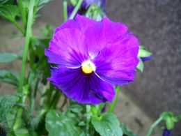 Vorschau: Violettes Gartenstiefmütterchen