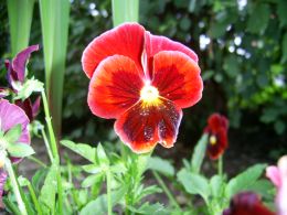 Vorschau: Weinrotes Gartenstiefmütterchen