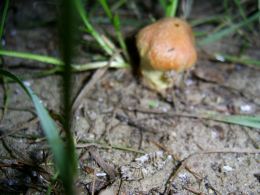 Vorschau: kleiner Butterpilz