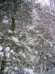 Vorschau: Winterstimmung, schneebedeckte Bäume