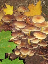 Baumpilz (Hallimasch) im Herbst