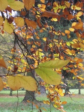 Bäume im Herbst