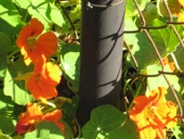orangefarbene Kresseblüten