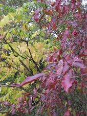 rote herbstliche Blätter
