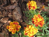Studentblume