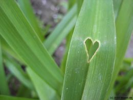 Ein Blatt mit Herz