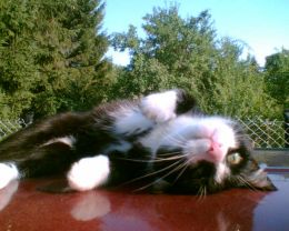 Vorschau: Kater liegt auf Autodach