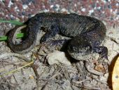 Vorschau, mein neues Haustier: ein kleiner Drache