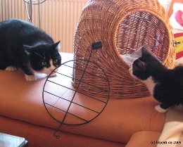 Vorschau: Kater und Katze vor Katzenkorb