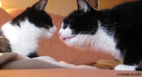 Vorschau: Kater und Katze beim ersten Beschnuppern
