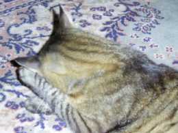 Vorschau Katze schaemt sich
