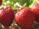 Erdbeeren
